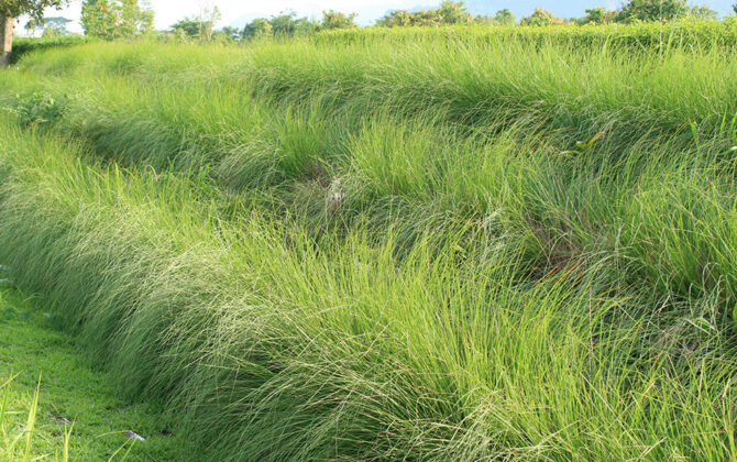 Vetiver impacts all 17 SDGs in Nepal