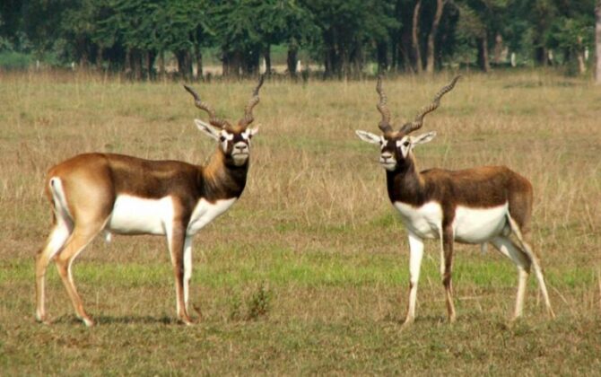 कृष्णसार स्थानान्तरणका लागि पूर्वाधार तयार