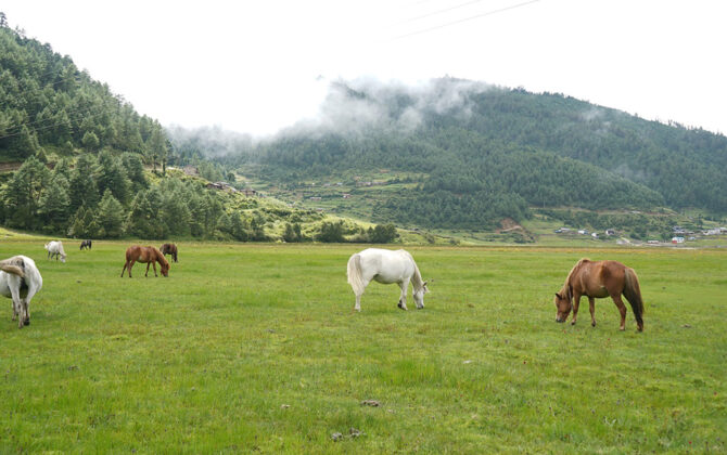 अब बुकीपाटन पुग्न पदमार्ग र काठेपुल