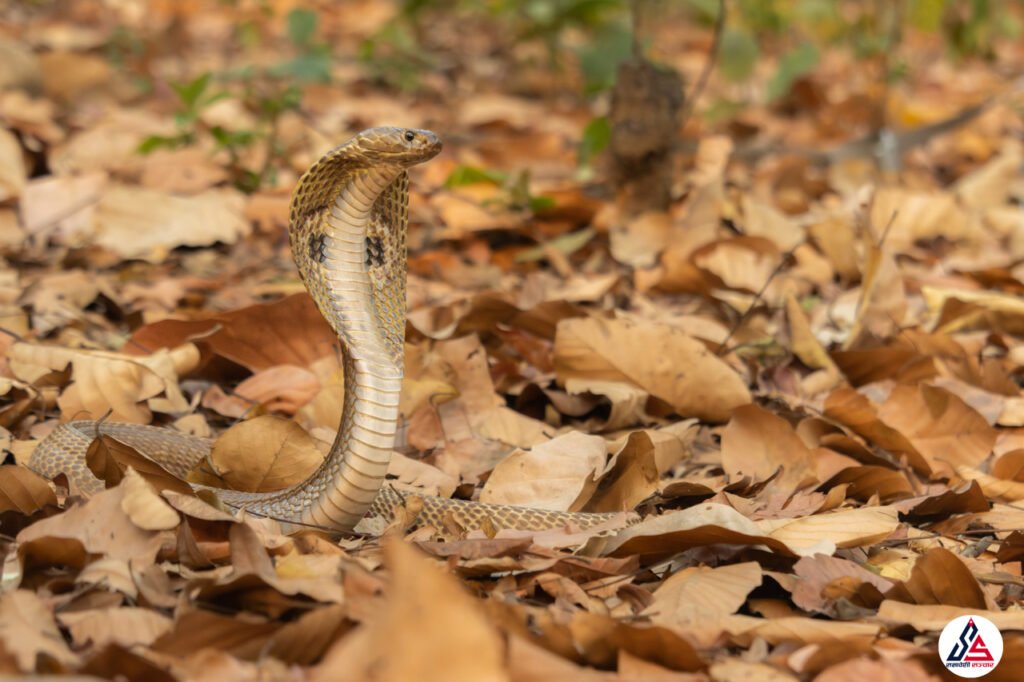 सर्वसाधारणलाई सर्प पहिचानसम्बन्धी तालिम सञ्चालन