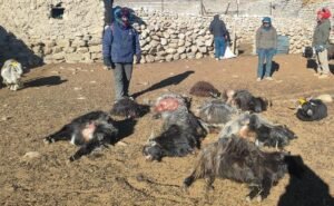 उपल्लो मुस्ताङमा हिमचितुवाको आक्रमणबाट २१ भेडाच्याङ्ग्रा मरे