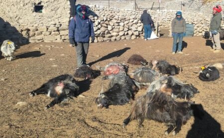 उपल्लो मुस्ताङमा हिमचितुवाको आक्रमणबाट २१ भेडाच्याङ्ग्रा मरे